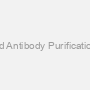 Rapid Antibody Purification Kit